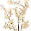 Vaporisateur d'eucalyptus blanchi 35 po 