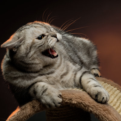 Cat by Tankist276 - Wrapped Canvas Print