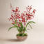 Orchid Plant in Longlife Bowl