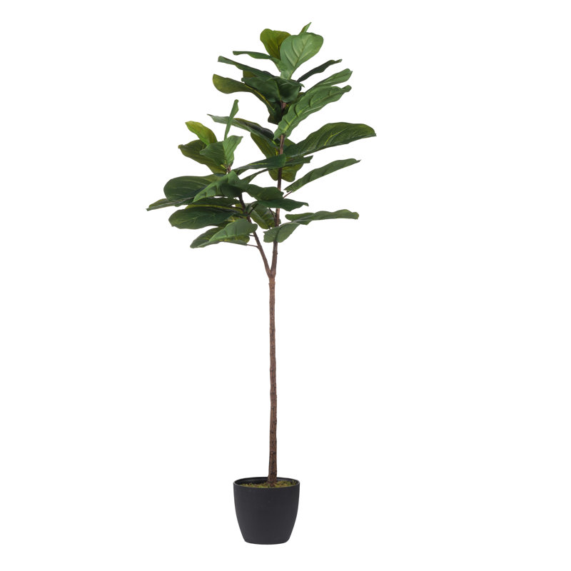Figuier en pot