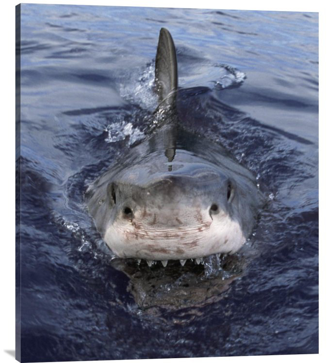 " Great White Shark At Surface, Cape Province, South Africa ", 22" H x 19" W, Black Framed