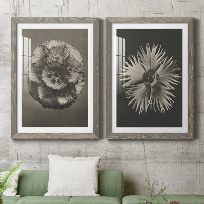 " Blossfeldt Flower III " 2 - Pieces