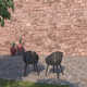 Anautica 86.5'' Rectangular 6 - Person Outdoor Dining Set
