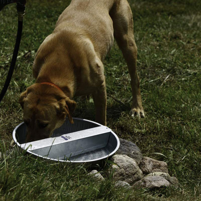 Pet Fountain