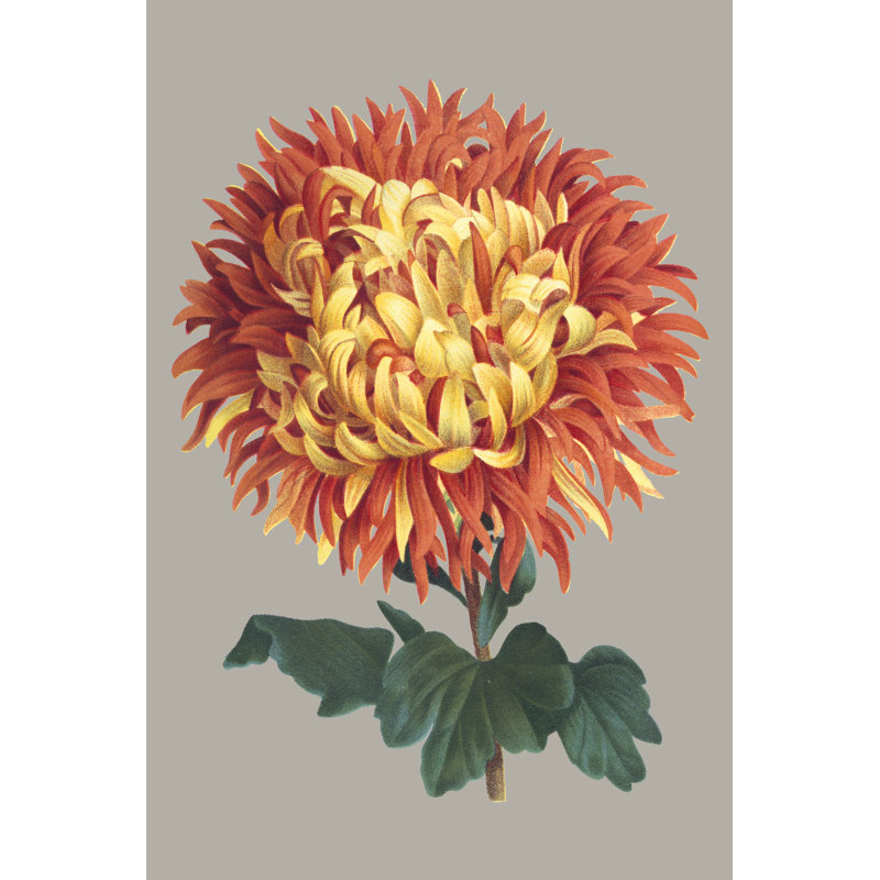 Chrysanthemum on Grey I by Vision Studio - Painting, 91 cm H x 61 cm W, Wrapped Canvas