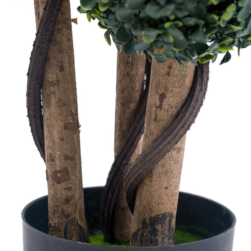 89cm Plant