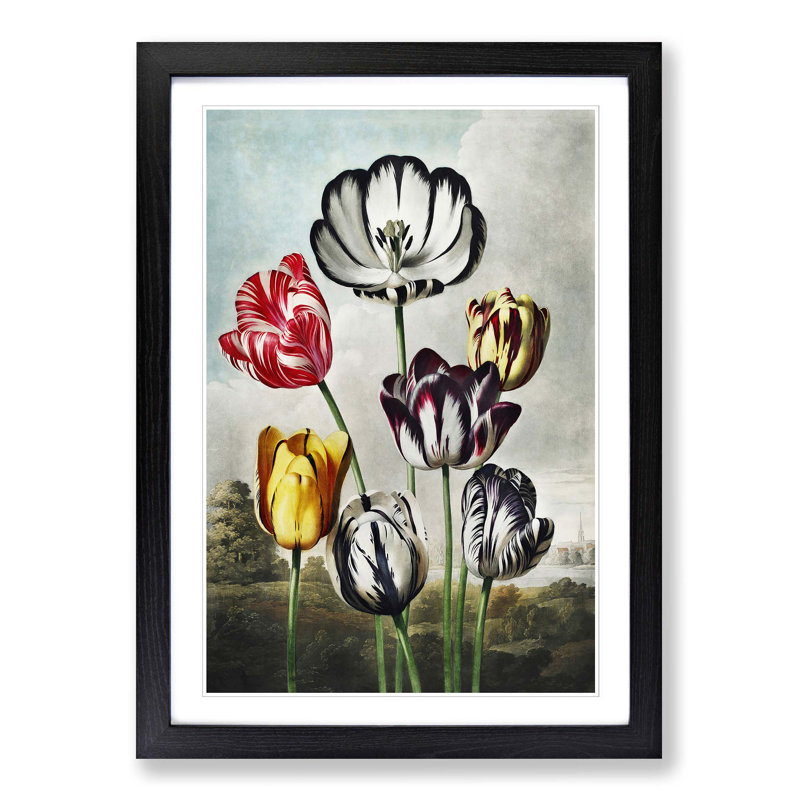 Striped Tulips by R.J. Thornton - Picture Frame Art Print, 65cm H x 48cm W x 2cm D, Black Framed