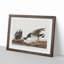 Brant Geese by John Audubon - Picture Frame Painting Print-55513308-55513314