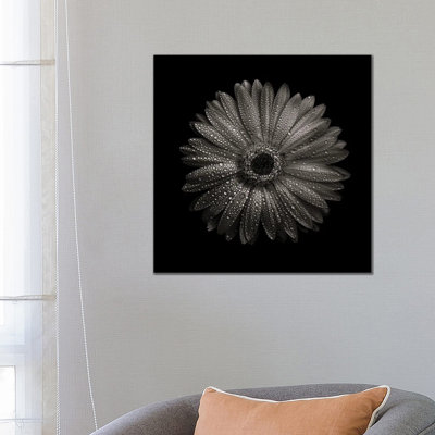 Black And White Gerber Daisy I by Brian Carson - Wrapped Canvas Print