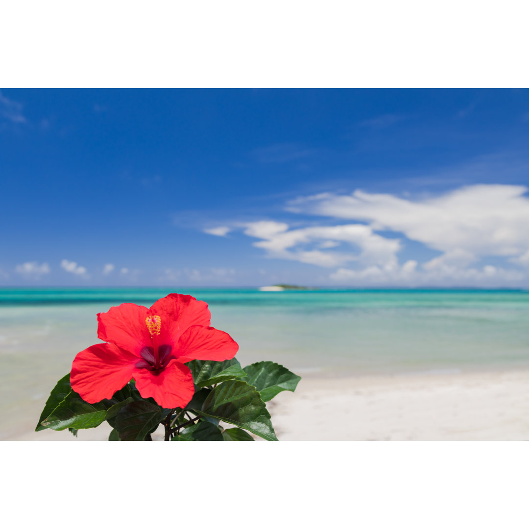 Leinwandbild Hibiscus Flowers and Blue Sea von Imacoconut