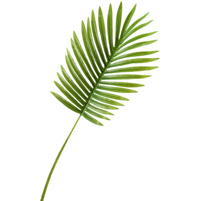 Petite tige de feuille de palmier hawaïenne
