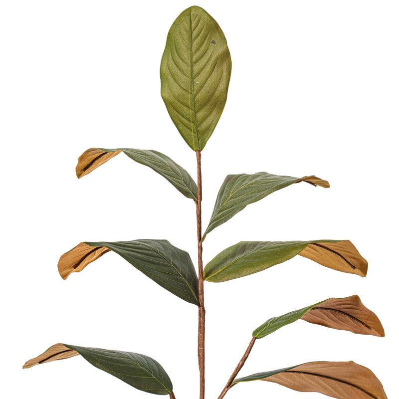 Magnolia