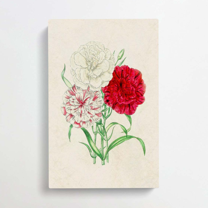 Illustration Of Three Carnation Flowers - Wrapped Canvas Painting, 60cm H x 40cm W x 3cm D