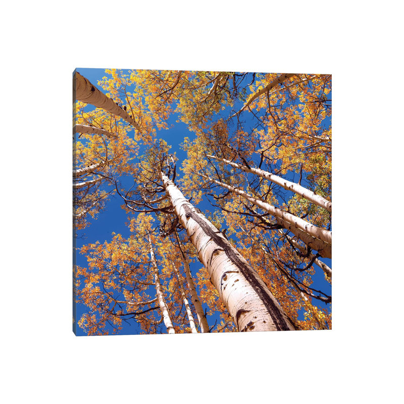 Aspen Trees Against The Sky In Crested Butte, Colorado - Wrapped Canvas Print, 66.04 cm H x 66.04 cm W x 3.175 cm D
