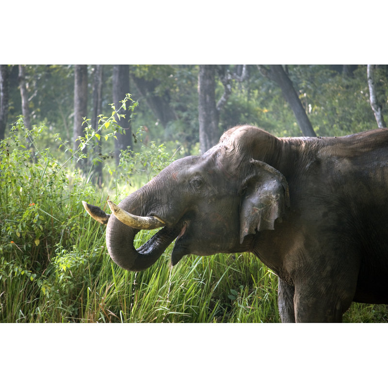 Grazia Tusker Drinking Water 1 Piece Wrapped Canvas Wall Art, 20cm H x 30cm W x 3.8cm D