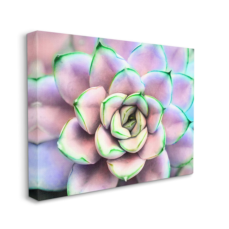 Au-662-Canvas, pétales succulents mauves et verts sur toile par Jessica Manelis, photographie, H 24 po x l 30 po x P 1,5 po