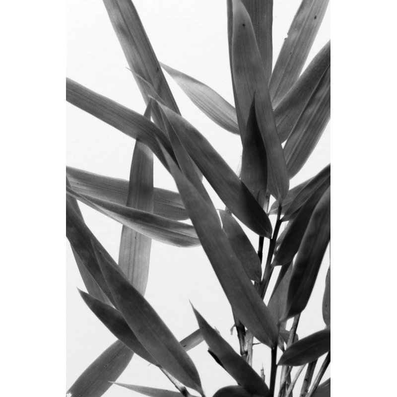 B and W Bamboo IV by Renée W. Stramel - Wrapped Canvas Painting, 122cm H x 81cm W, Wrapped Canvas