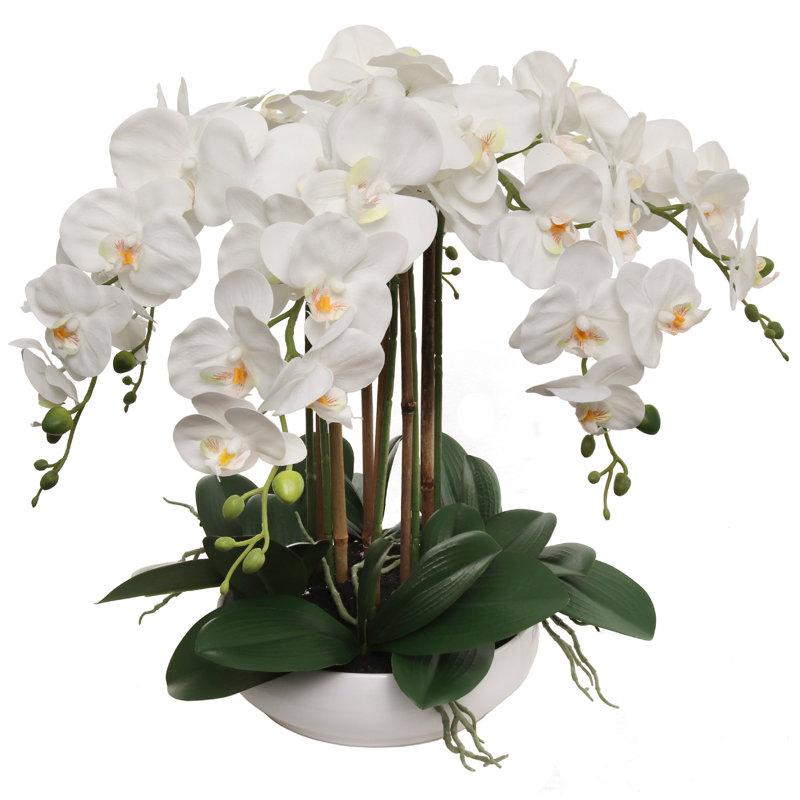 20 "orchidées phalaenopsis blanches dans un pot blanc rond de 10"