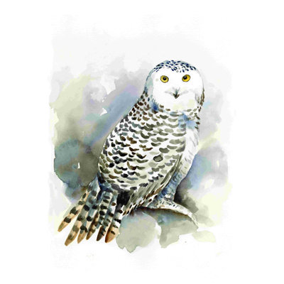 Aquarelle de hibou gris