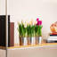Arrangement floral de tulipes en pot