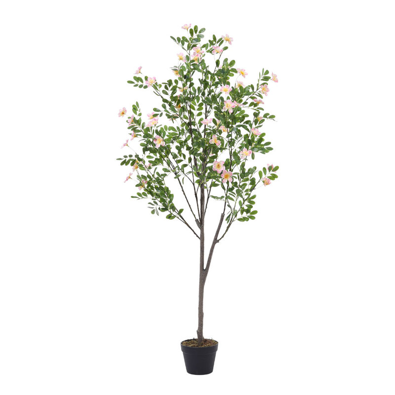 165cm Plant