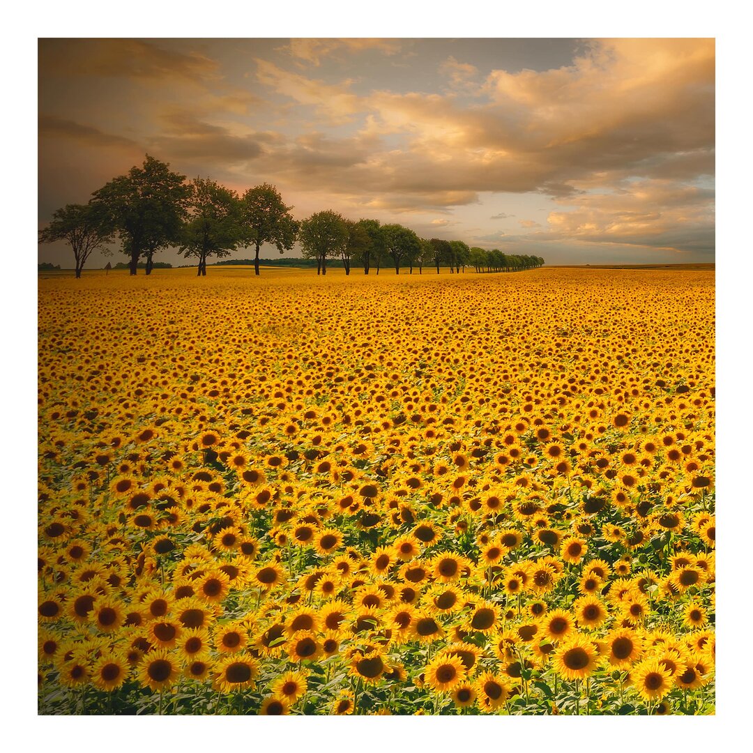 Seidenmatte Fototapete Sunflower Field