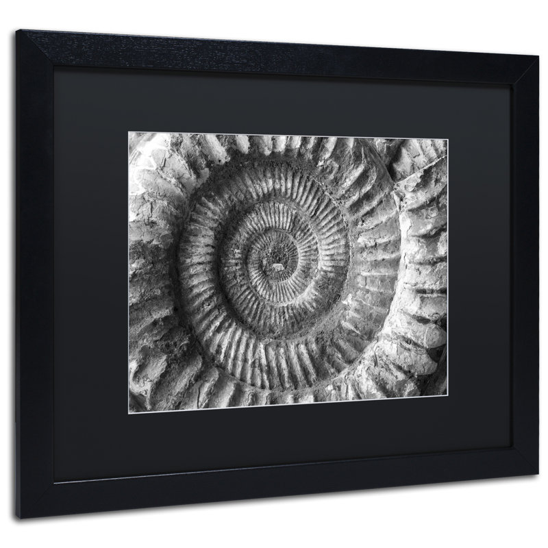 « amonita 2 » par moises, reproduction de photo encadrée, H 16 po x l 20 po x P 0,5 po, Noir