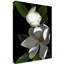«White Magnolia» par Dosta, impression sur toile tendue-29225578