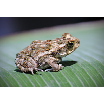 «Young Cane Toad» par Nnehring