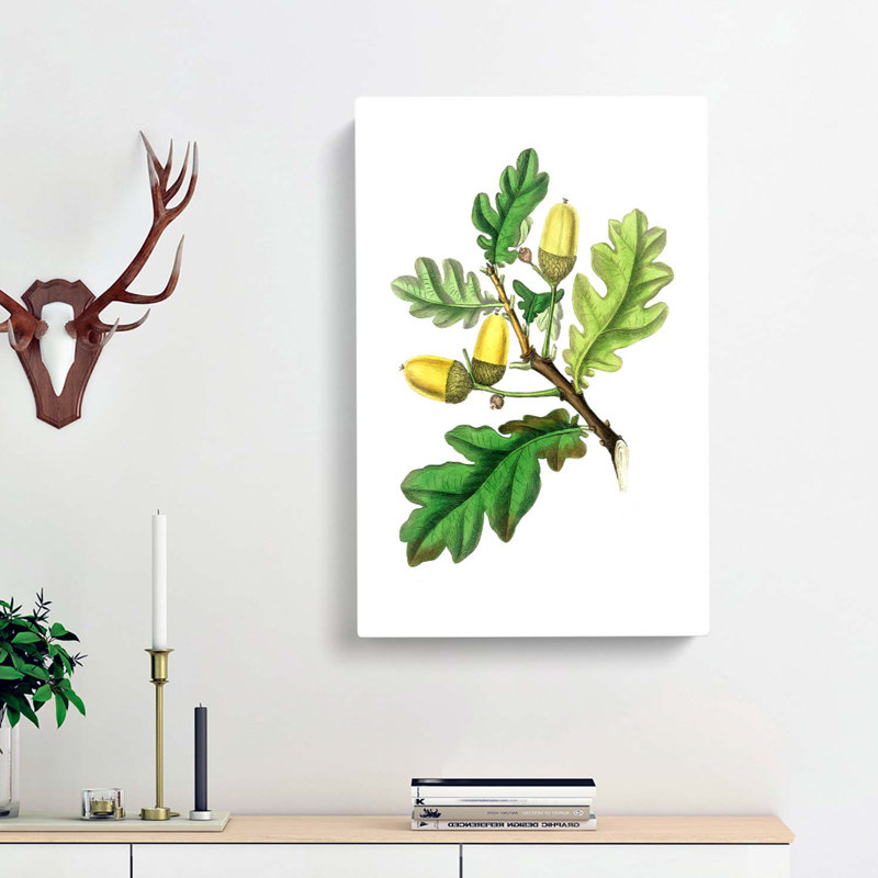English Oak Tree Illustration - Wrapped Canvas, 76cm H x 50cm W x 3cm D