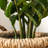 33"  Faux Money Tree in Pot Faux Tree