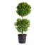 Topiary in Nursery Pot