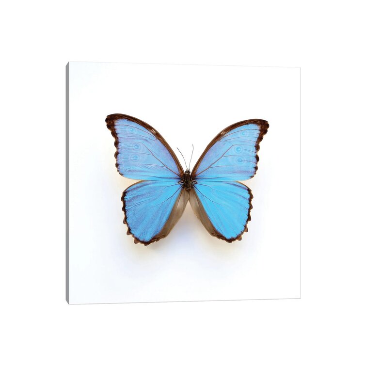 Bless international Electric Blue Morpho Butterfly On Canvas by Alyson ...
