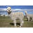Alpacas On A Farm by Gannet77 - Wrapped Canvas Print-216801561