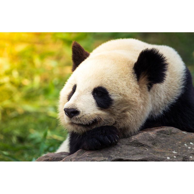 Giant Panda by Gui00878 - Wrapped Canvas Print, 20cm H x 30cm W