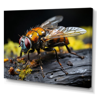Insectes, insectes, portrait, superbe