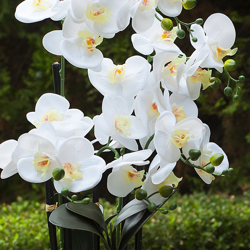 Natural Fibres Orchids Arrangement in Pot