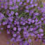 Arrangement floral Baby's Breath-1070477547-1070477538