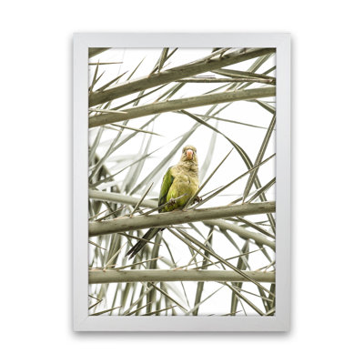 Parrot by Victoria Frost - Print