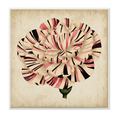 Reproduction d’art graphique de tulipes rayées en fleurs vieillies par vision studio-impression