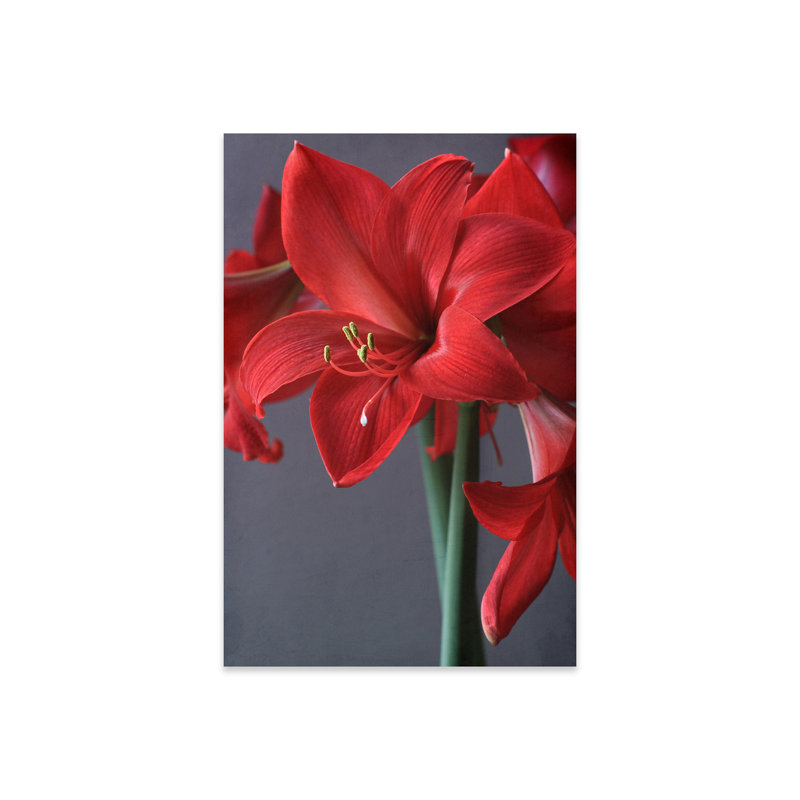 Glenary - Amaryllis rouge - impression sans cadre