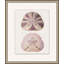 Mauve Shell Study 2 Print