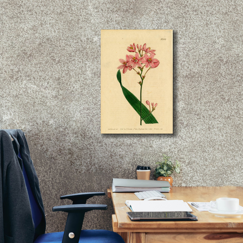 Art mural sur toile Salx à fleurs Ixia par Art Licensing Studio, 18 po x 26 po