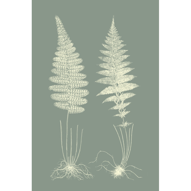 Ferns On Sage VI by Vision Studio - Painting, 76cm H x 51cm W, Wrapped Canvas