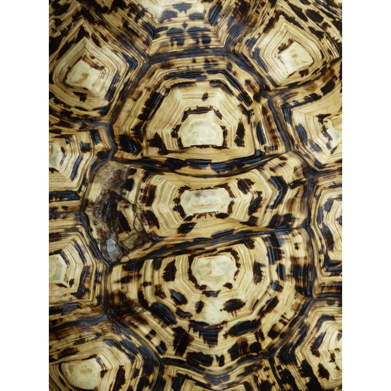 Carapaced Motif V Print by Austin Beiv, Outdoor, 53" H x 40" W