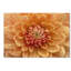 Art mural sur toile tendue - «Dahlia orange» Cora Niele pour décoration de salon, de chambre à coucher ou de bureau - 16 x 24-32709111