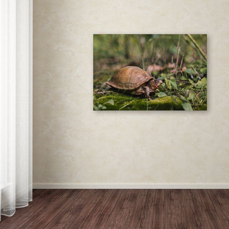 Brown Box Turtle Canvas Art with Green Grass Background