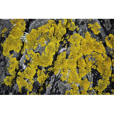Autre motif de lichen d'Othel sur un rocher - Photographie sur toile tendue