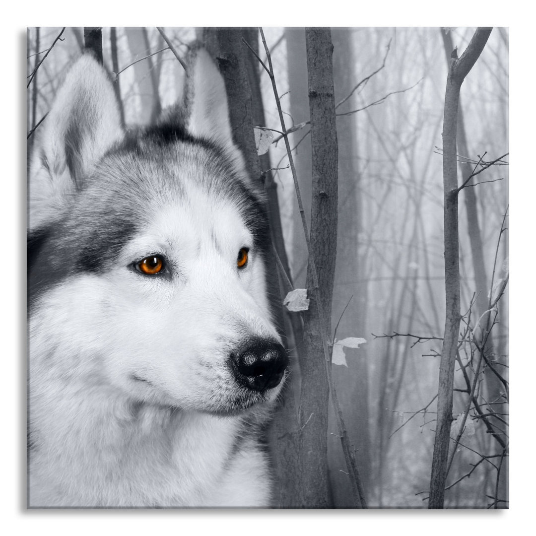 Glasbild Wachsamer Husky