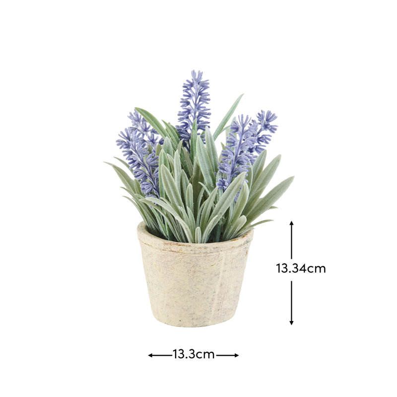 13cm Plant
